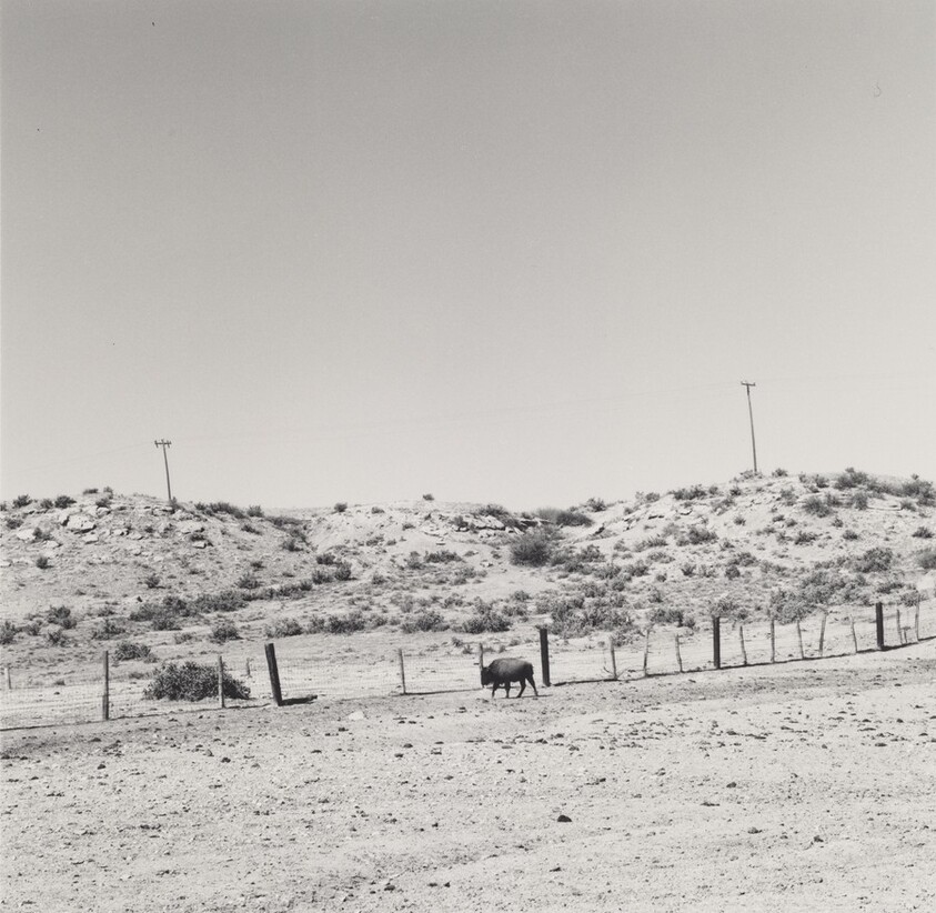 Buffalo for sale, Pueblo County, Colorado