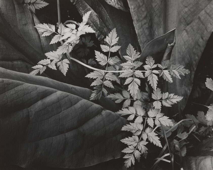 Leaves