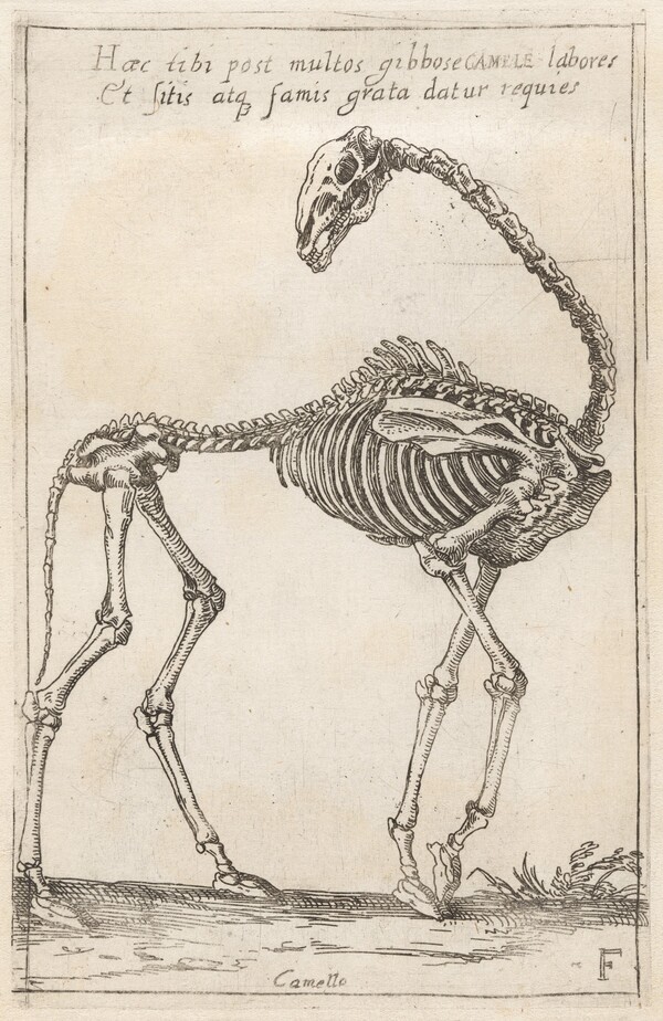 Skeleton of a Camel