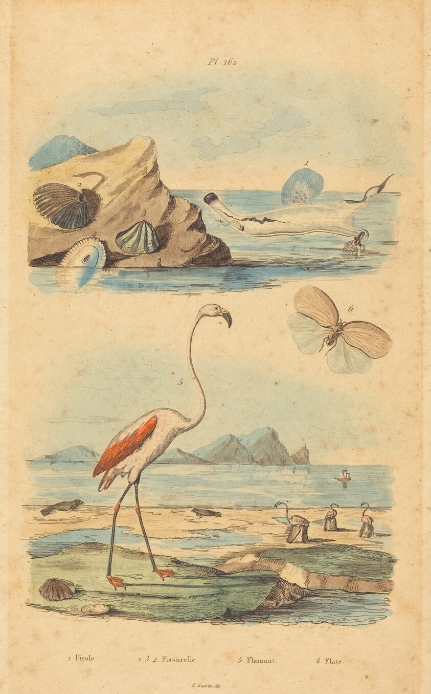 Flamingos and Shells