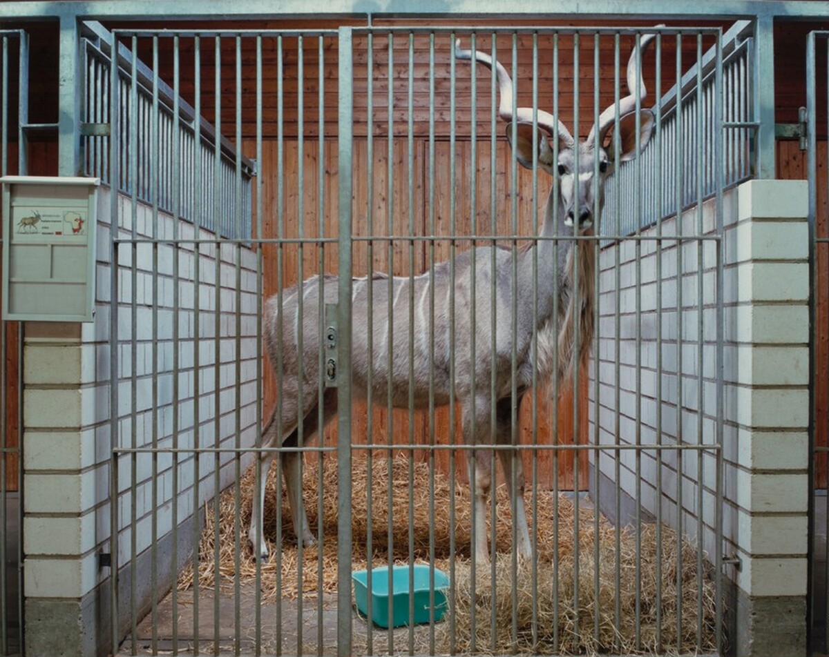 Kudu, Heidelberg, Germany