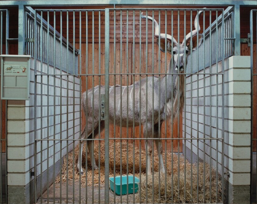 Kudu, Heidelberg, Germany