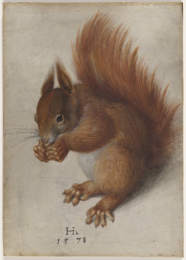 Red Squirrel