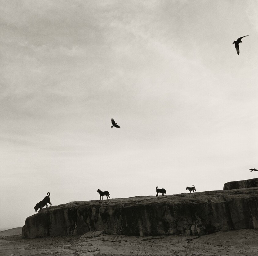 Perros perdidos, India (Lost Dogs, India)