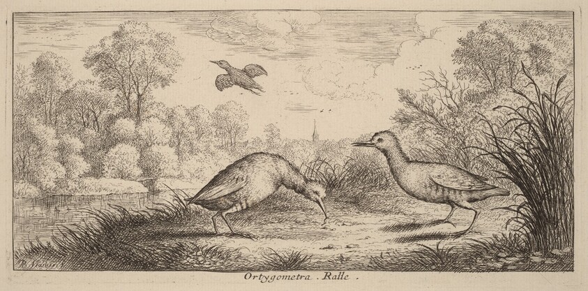 Ortygometra, The Rail