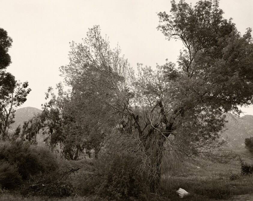 Broken trees next to Box Springs Mountains, east of Riverside, California
