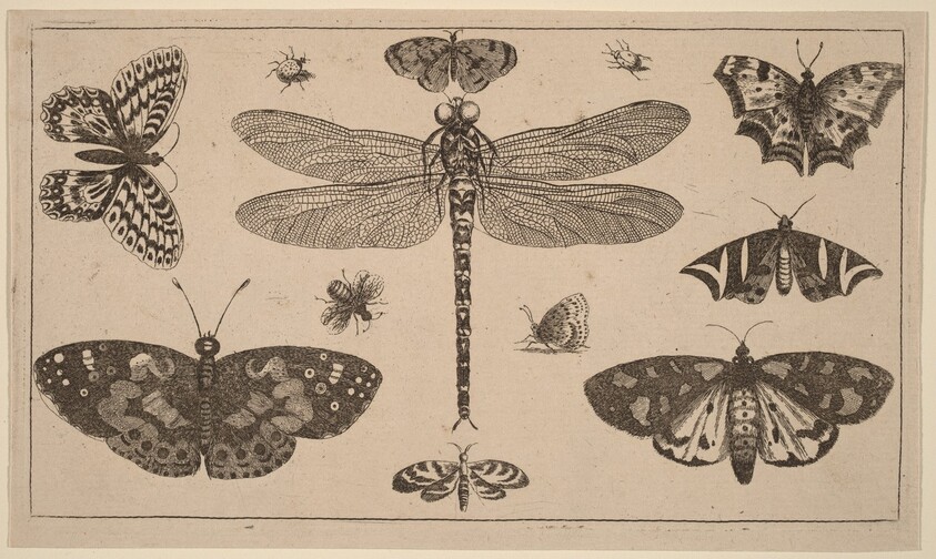 Dragonfly, Ladybirds, and Butterflies
