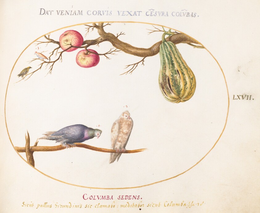 Plate 67: Two Doves beneath a Gourd and Apples