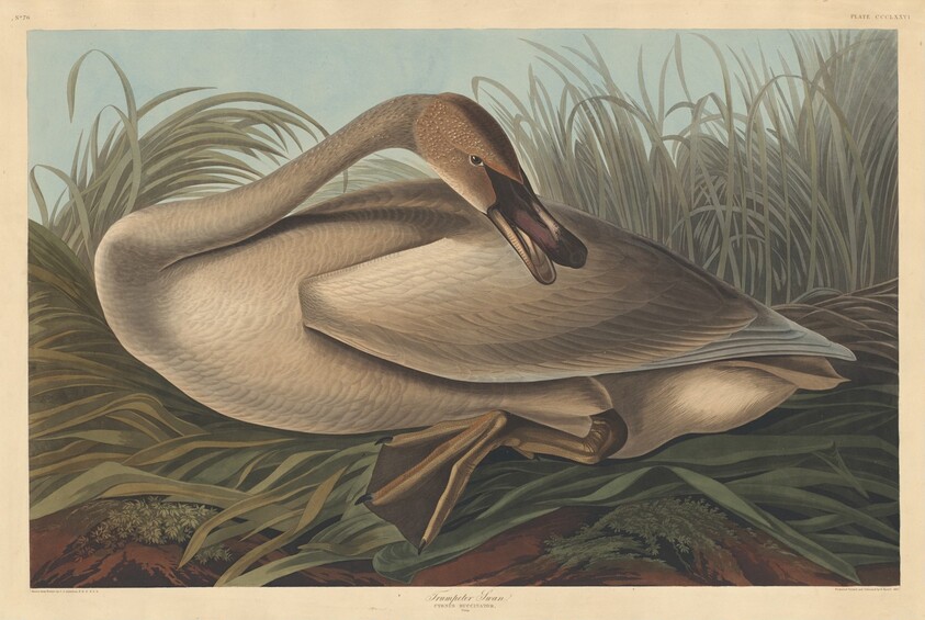 Trumpeter Swan