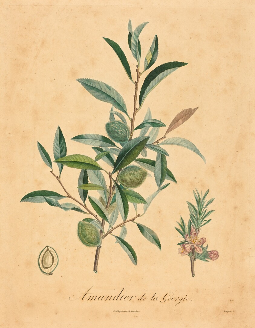 Amandier de la Georgie