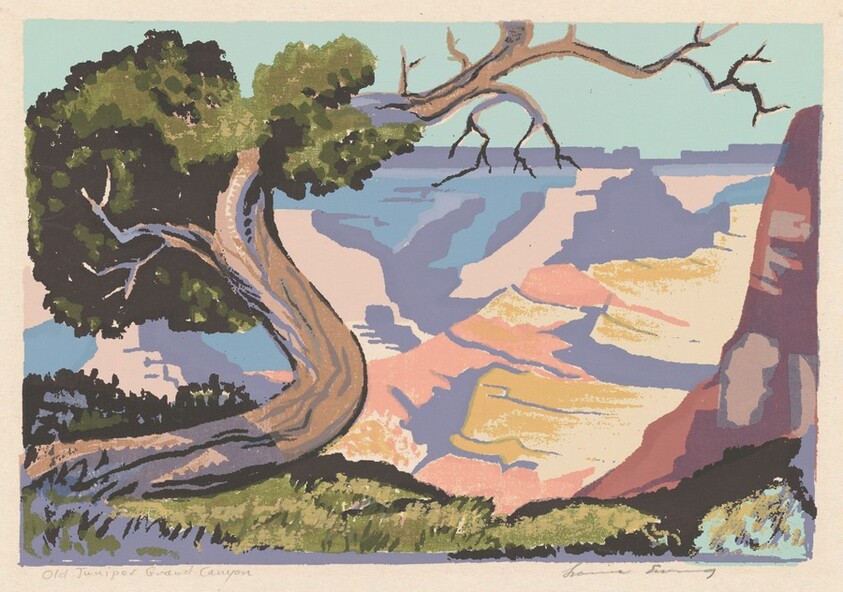 Old Juniper—Grand Canyon