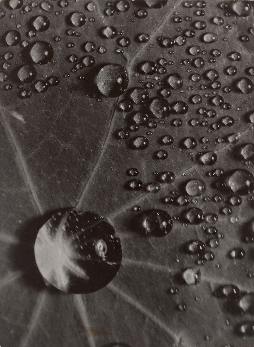 La rosée sur une feuille de Capucine (Dew Drops on a Nasturtium Leaf)