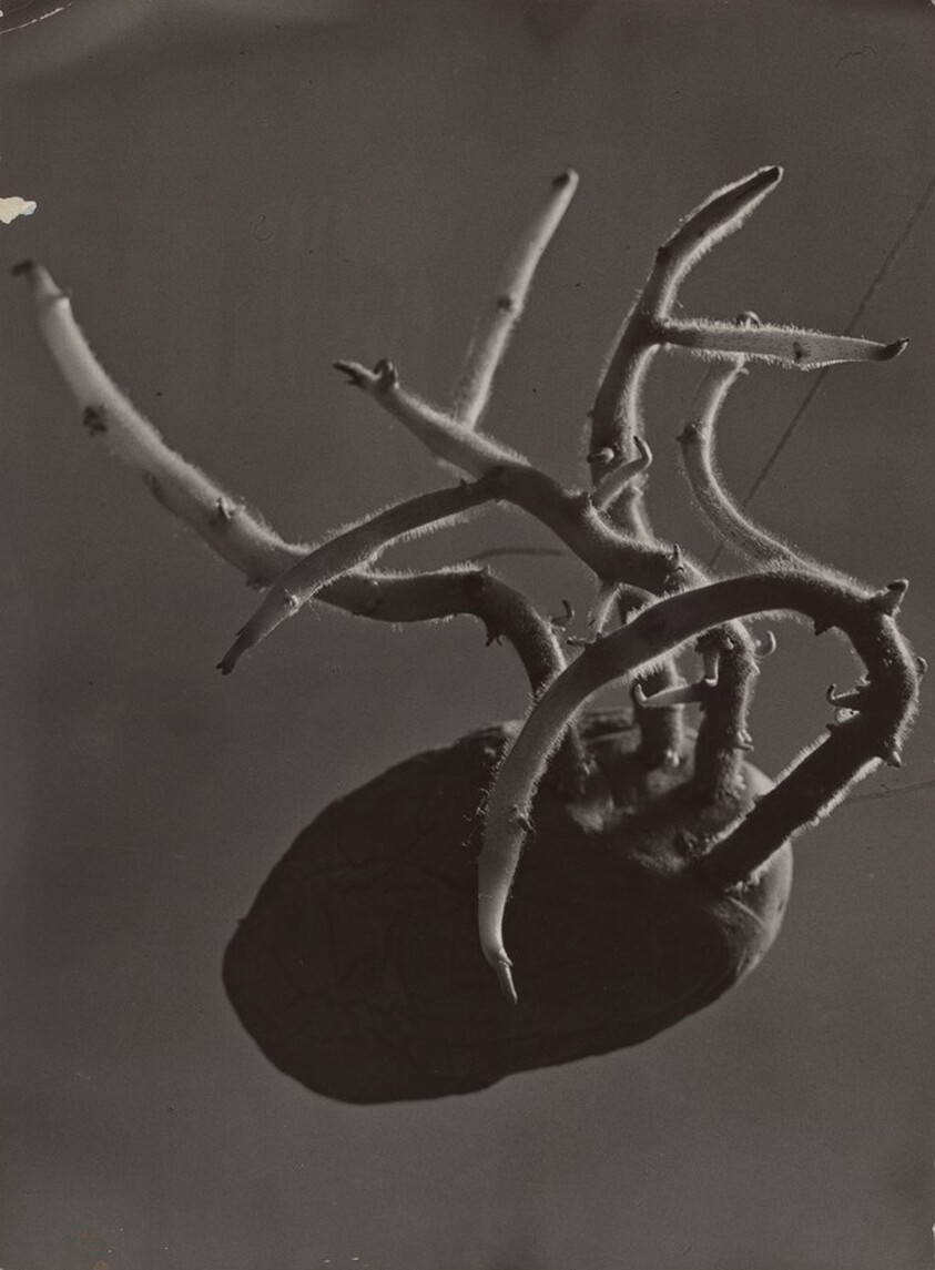 Pomme de terre (Potato)