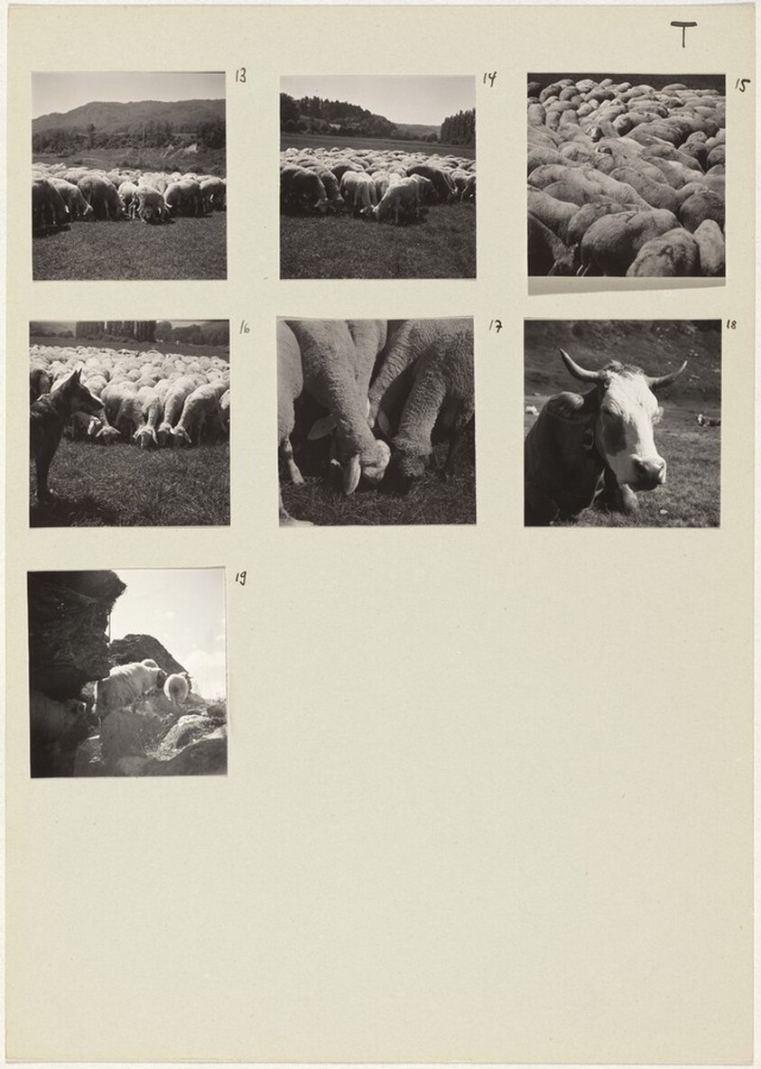 Die Tiere (Animals) 13-19