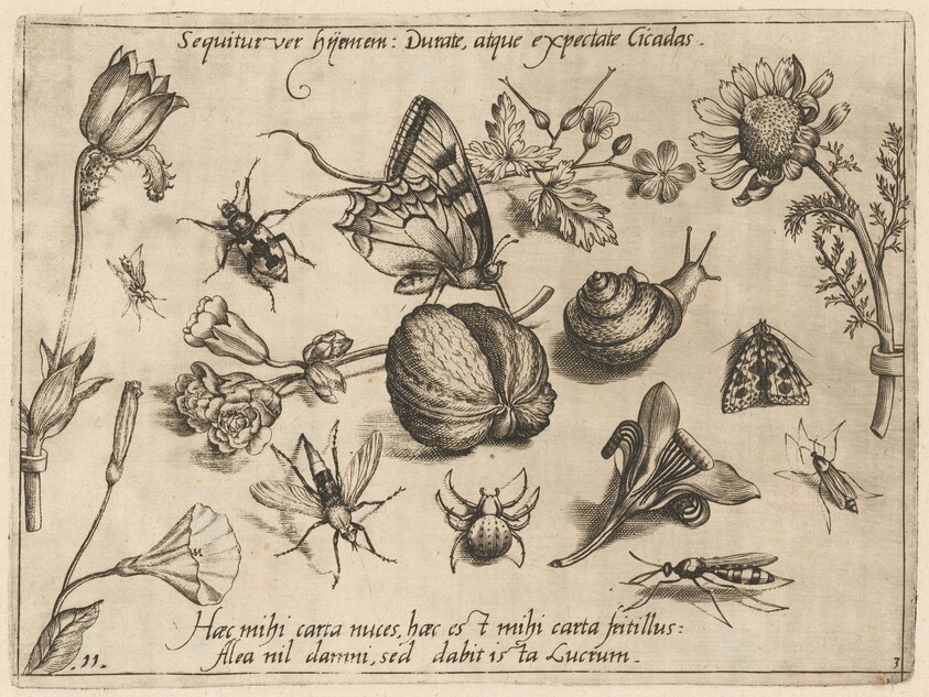 Archetypa studiaque patris Georgii Hoefnagelii [Part 3, Plate 11]