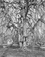 Weeping Beech, Woodlawn Cemetery, Bronx 2011, Mitch Epstein, 2011