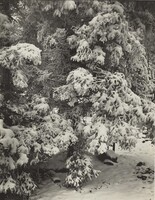 Untitled--Snow-Covered Tree, August Sander, c. 1930-1940