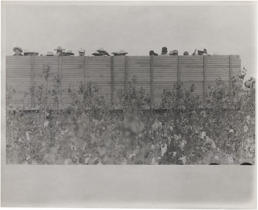 Cotton harvesters in truck--Arkansas