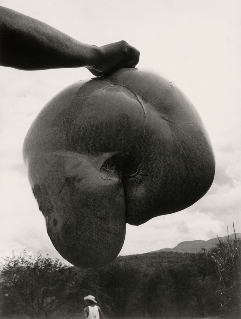 Mantanza, La Mixteca, México (Slaughter, La Mixteca, Mexico)