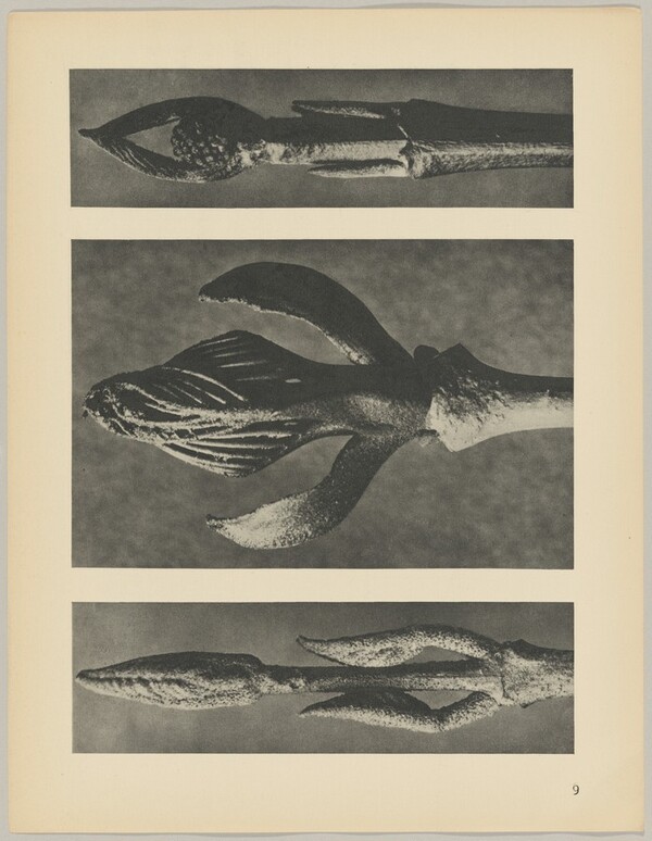 a Callicarpa dichotoma; b Fraxinus ornus; c Cornus pubescens