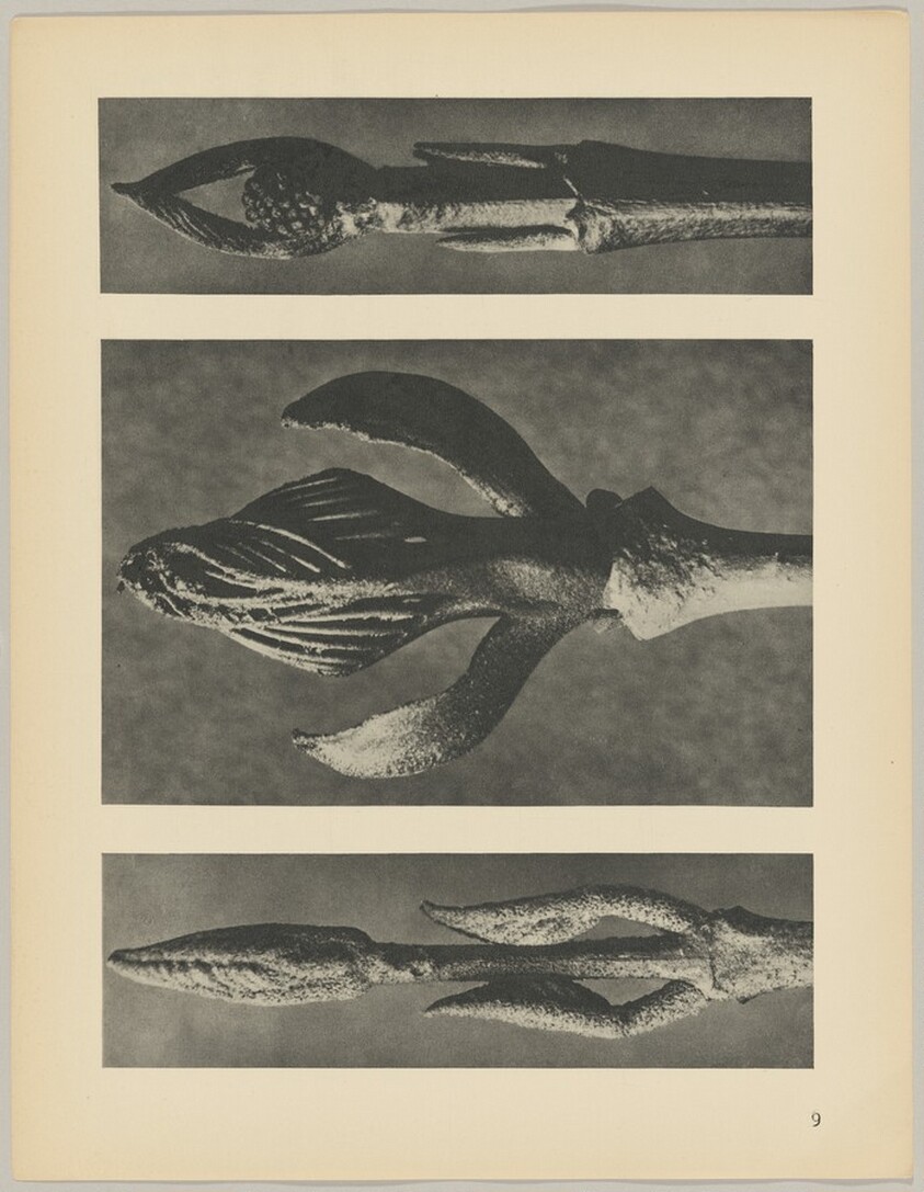 a Callicarpa dichotoma; b Fraxinus ornus; c Cornus pubescens