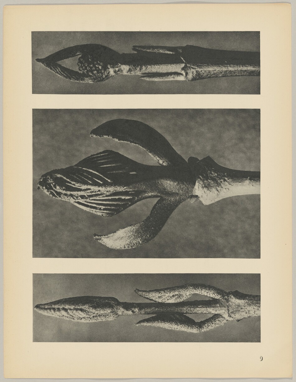There are three elongated botanical objects resembling plant buds or growths, arranged in separate horizontal panels. The color palette is monochromatic with various shades of grey against a neutral background. The top object extends horizontally from left to right with a pointed tip on the left. The middle object also stretches horizontally, with multiple elongated projections coming from a central structure on the left side. The bottom object is aligned horizontally as well, featuring a pointed tip on the left and several smaller projections along its length. Each object is centered within its respective panel.