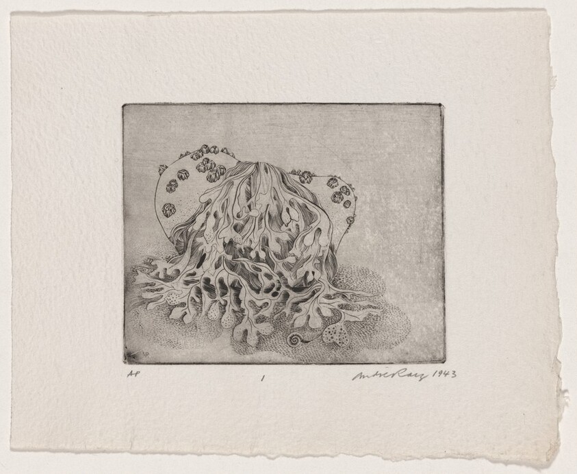 Untitled (Barnacles and Seaweed)