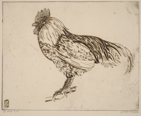 My Cock (Mon coq)