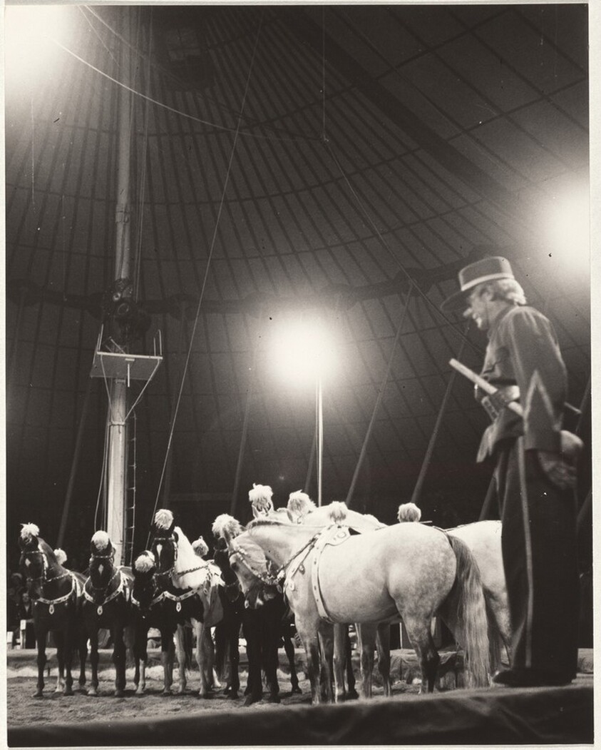 Trainer with horses--Circus