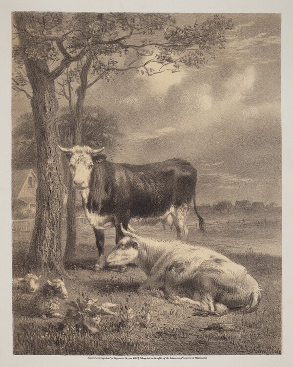Cattle Ruminating