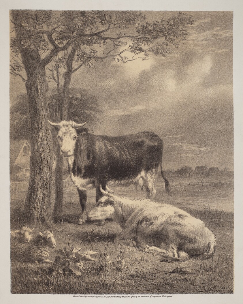 Cattle Ruminating