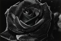 Rose, Daidō Moriyama, 1984, printed 2023
