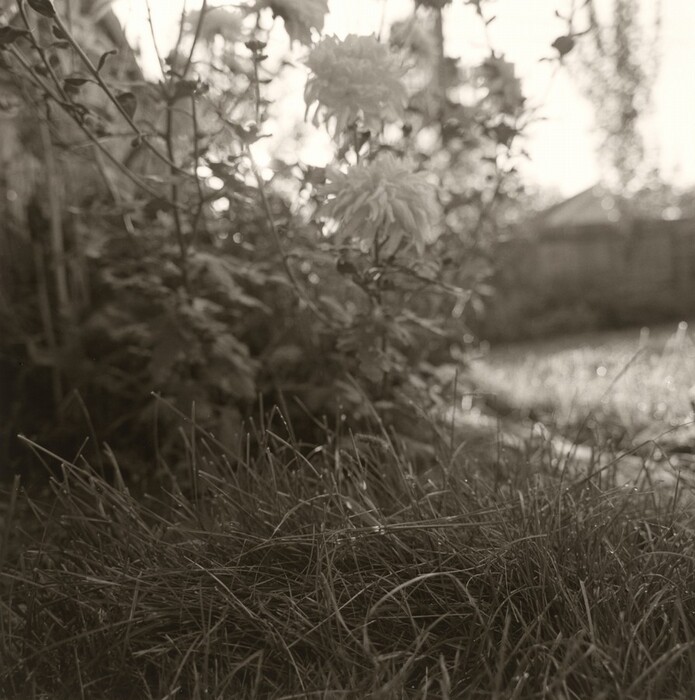 The image presents a ground-level point of view capturing a section of a garden. Closest to us, blades of grass are in focus, adorned with droplets. Beyond the grass are blurred flowers, their outlines barely distinguishable. Towards the distance, a fence and possibly a structure suggest a boundary or end to the garden space. The horizon appears tilted, giving the composition a dynamic feel. The photograph is in sepia tones, conveying a vintage quality. The soft light and monochrome palette evoke a serene atmosphere, with gentle contrasts highlighting the textures and forms within the scene.