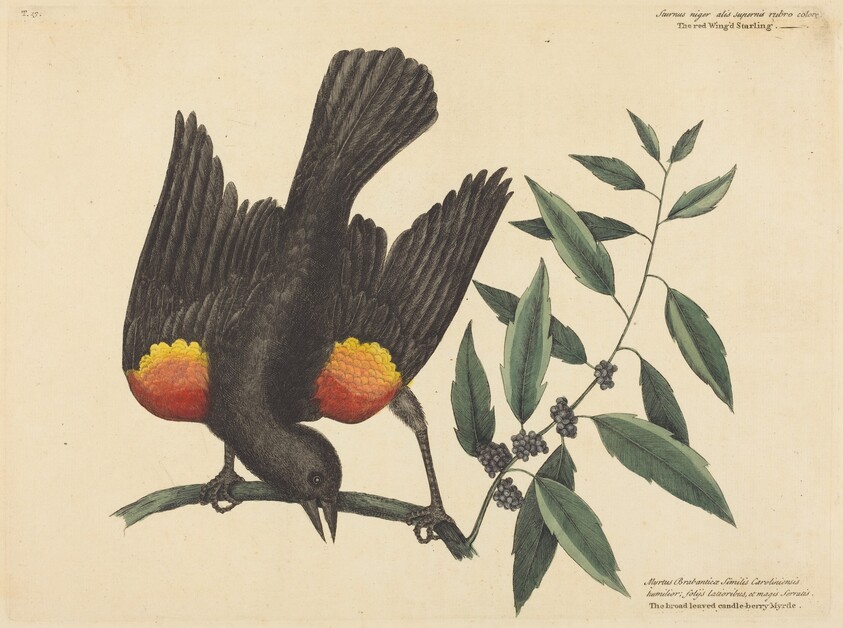 The Red Winged Starling (Oriolus phoeniceus)