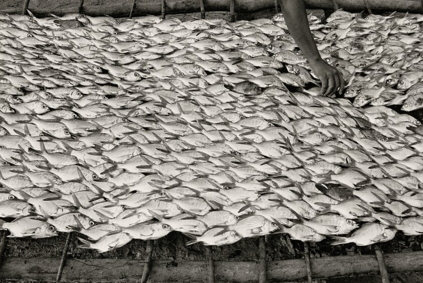 Pescaditos de Oaxaca, México (Little Fish From Oaxaca, Mexico)