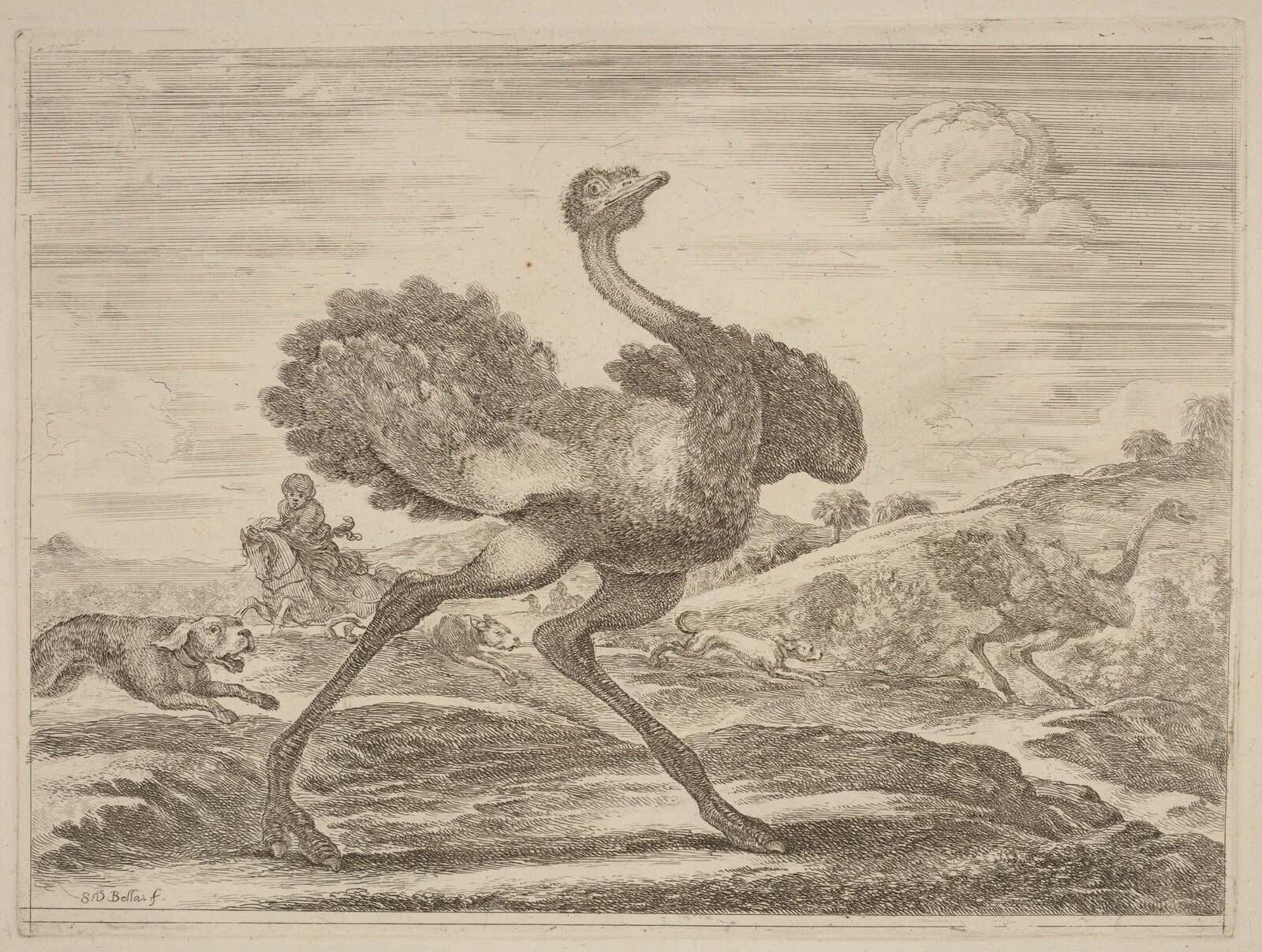 Ostrich Hunt, Stefano Della Bella
