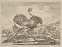 Ostrich Hunt, Stefano Della Bella