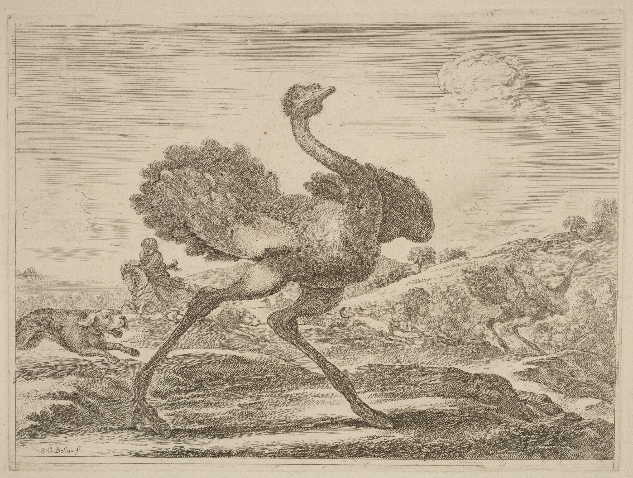 Ostrich Hunt, Stefano Della Bella