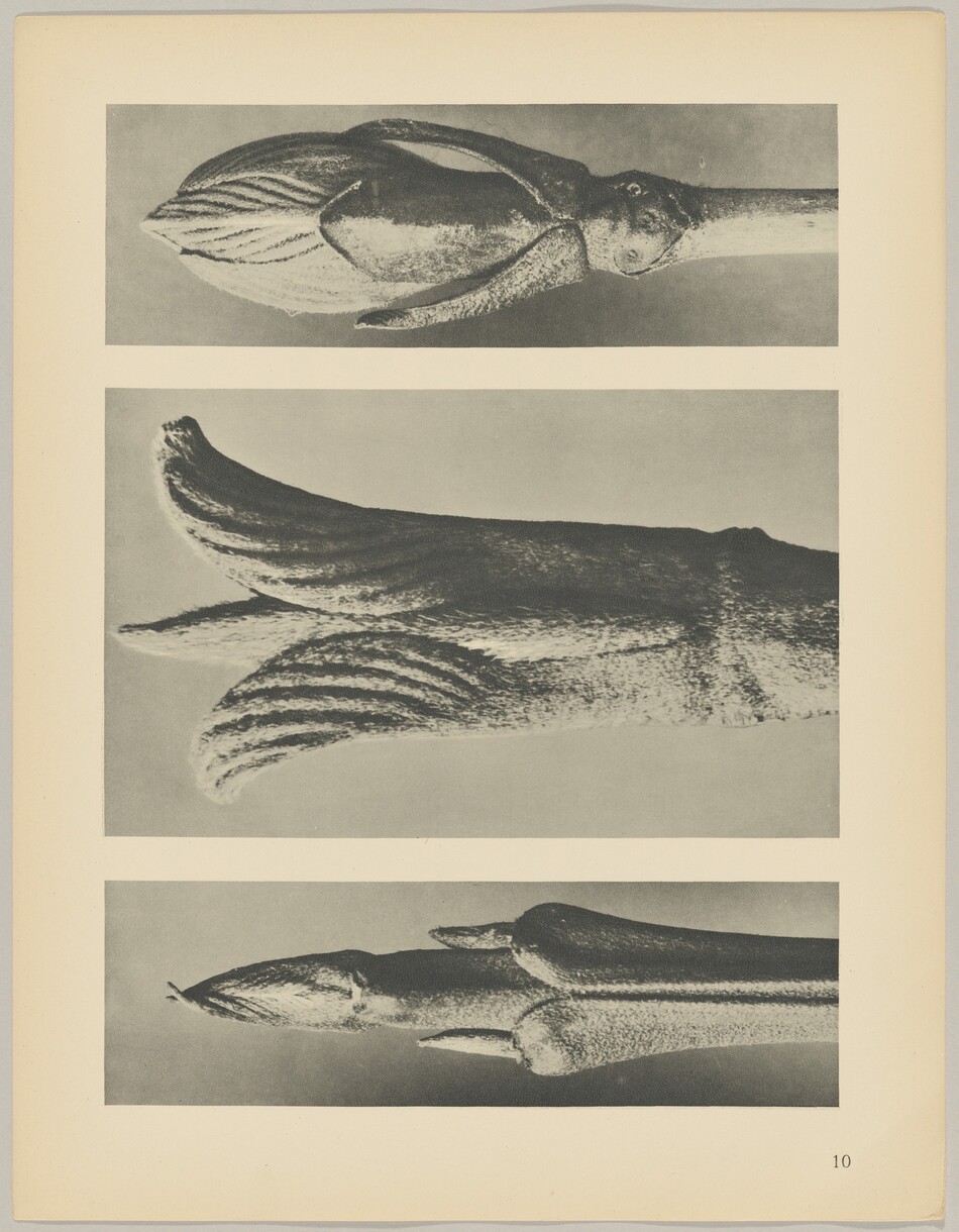 This is a photograph of a squid-like marine creature. The image is composed of three horizontal sections, each displaying a different part of the creature. The top section shows the head and upper arms with a prominent elongated body. The texture of the body appears smooth with a shiny surface. The middle section showcases a close-up view of the creature's arms or tentacles, highlighting the undulating texture and segmentation. The bottom section focuses on another angle of the tentacles and body, emphasizing the tactile patterns and textures. The monochromatic tone adds a scientific and documentary feel to the photograph.