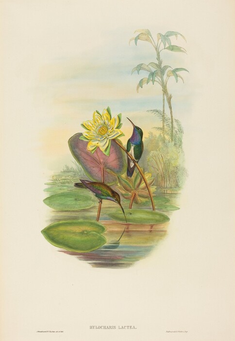 This image shows two hummingbirds near a water lily in a pond. A serene scene is depicted with the hummingbirds perched delicately on thin stalks in the pond surrounded by water lilies and large green leaves. One bird has vibrant blue and green plumage with a hint of purple on its throat, while the other has its beak close to the water's surface, creating a reflection. Above them is a yellow and white water lily blossom, and in the background is a soft gradient sky blending with the silhouettes of vegetation. The style is reminiscent of John James Audubon's detailed illustrations of birds in their natural habitats.