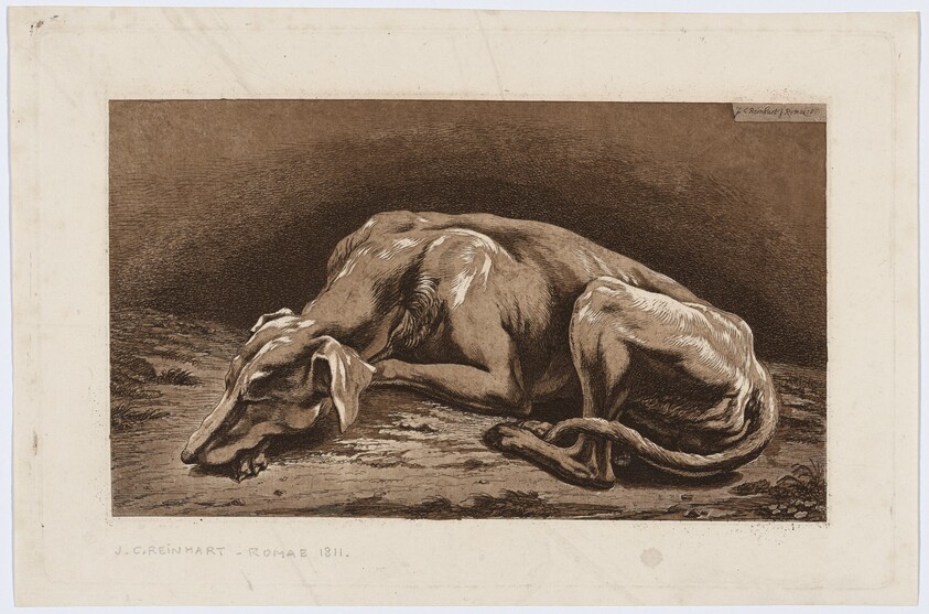 Sleeping Greyhound