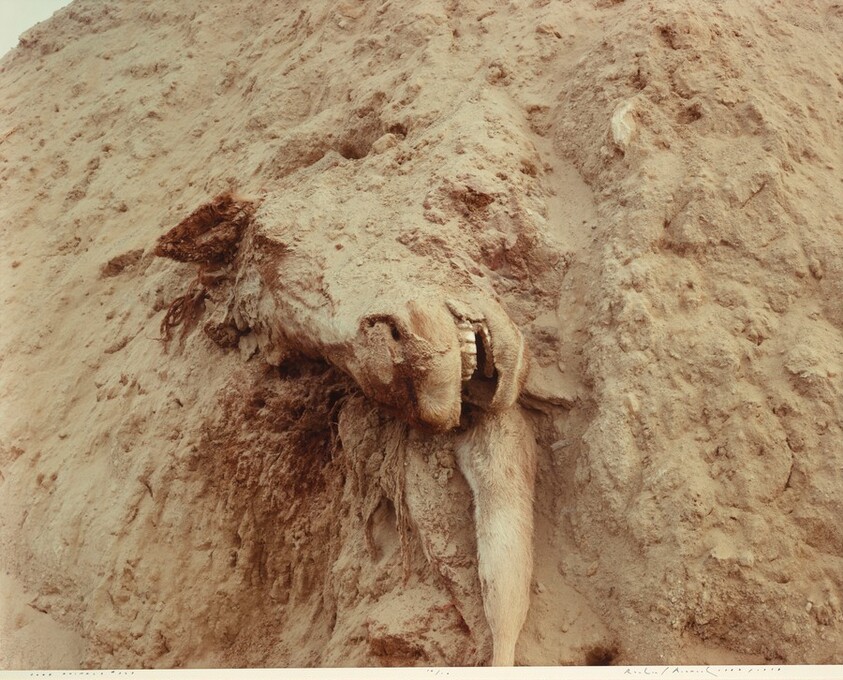 Dead Animals #327, Nevada