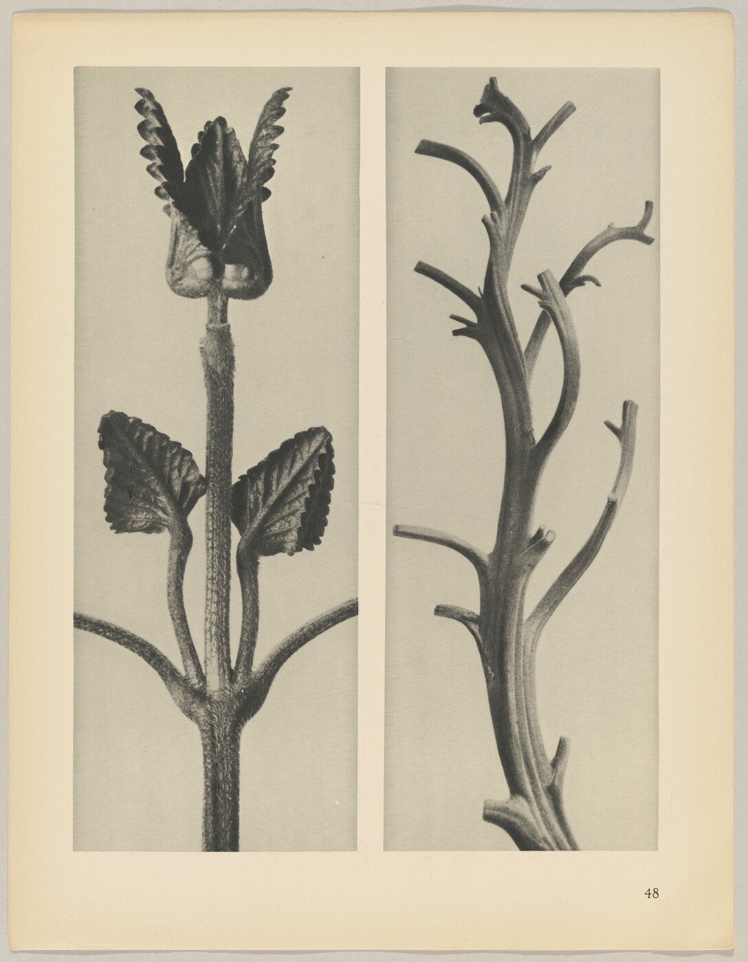 The image shows two large plant stems on a beige page. The stem on the left has a textured, vertical structure with jagged leaves. The stem on the right has a smooth, branching design with protruding spurs. The color palette is primarily gray.
