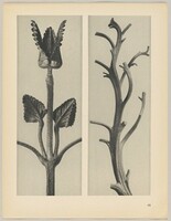 a Stachis grandiflora; b Nicotiana rustica, Karl Blossfeldt, 1928