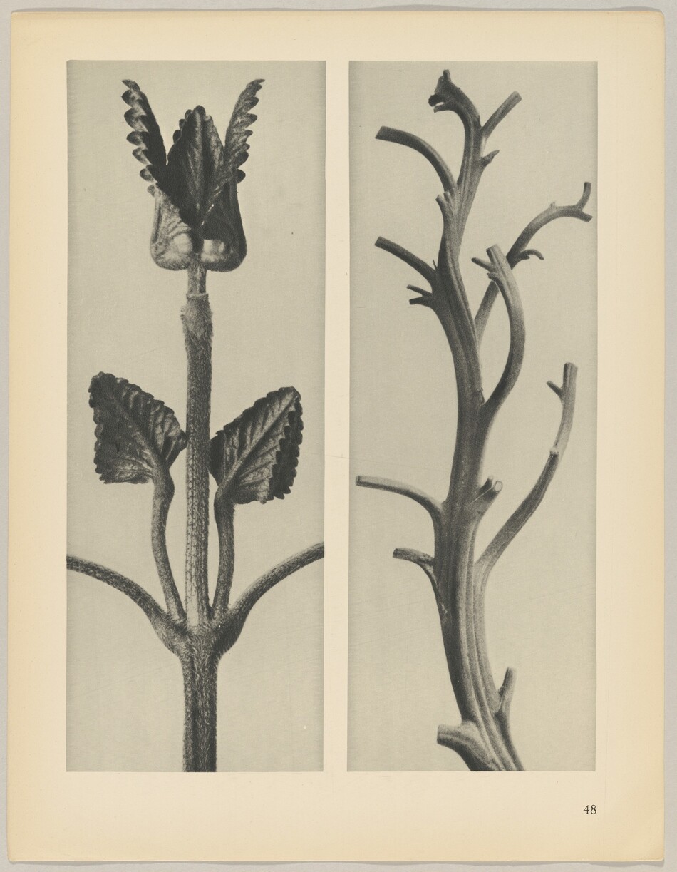 The image shows two large plant stems on a beige page. The stem on the left has a textured, vertical structure with jagged leaves. The stem on the right has a smooth, branching design with protruding spurs. The color palette is primarily gray.