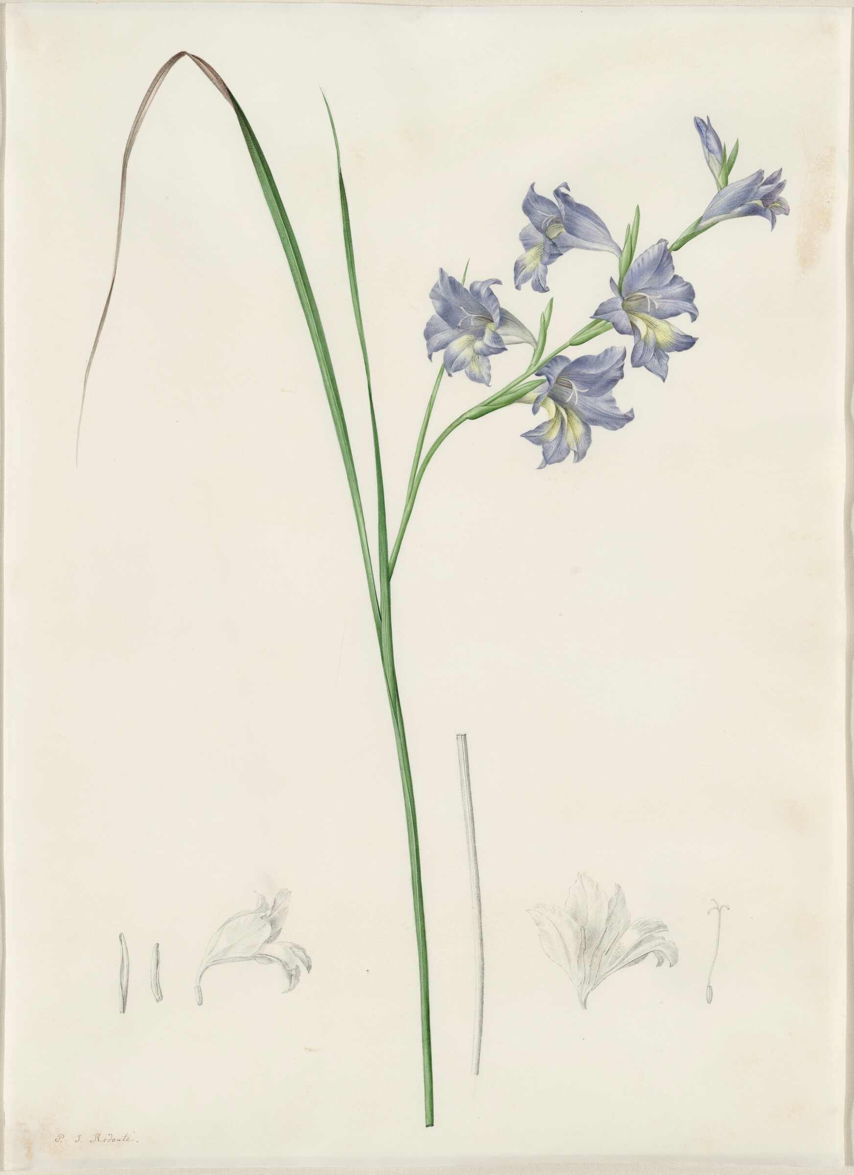 Gladiolus ringens, Pierre Joseph Redouté, 1802/1816