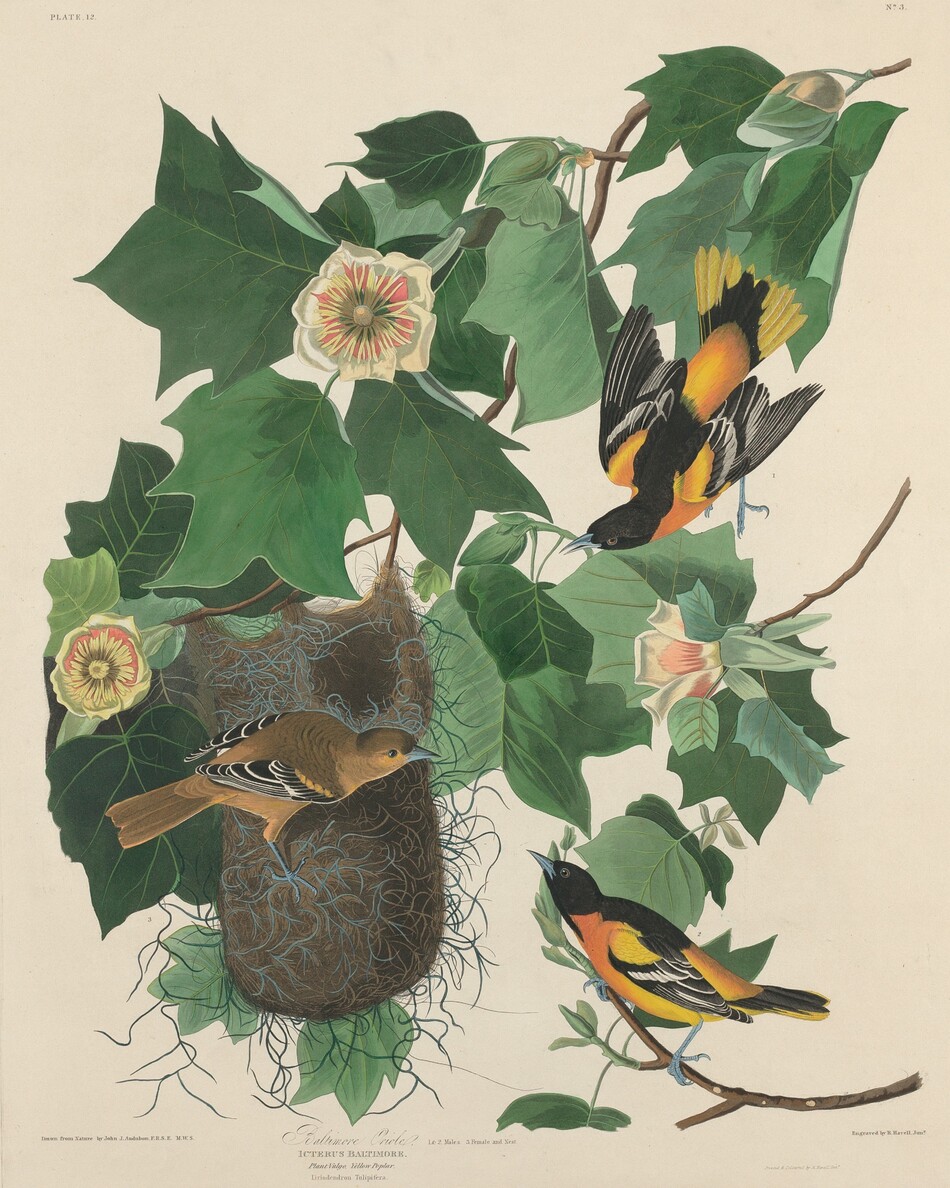 Three orange, black, and white birds nestle among wide leaves and round, pale pink and yellow flowers in this hand-colored engraving. Two of the birds have vivid orange markings edged with black and white. One near the top right corner is numbered with a tiny 1 and the one below with a 2. Numbered 3, a female is muted in tone, and she perches on a sack-shaped nest hanging from the plant’s stem. All three birds face and are angled toward the center of the composition, which is mostly veiled with wide green leaves around three blossoms. Engraved text in the lower center of the print reads, “Baltimore Oriole, 1. & 2. Males, 3. Female and Nest, Icterus Baltimore. Plant Vulgo. Yellow Poplar. Lirodendron Tulipifera.” An inscription in the bottom left corner reads, “Drawn from Nature by John J. Audobon, F.R.S.E. M.W.S.” and another in the lower right corner reads, “Engraved by R. Havell Junior.” Fainter text below is difficult to make out.