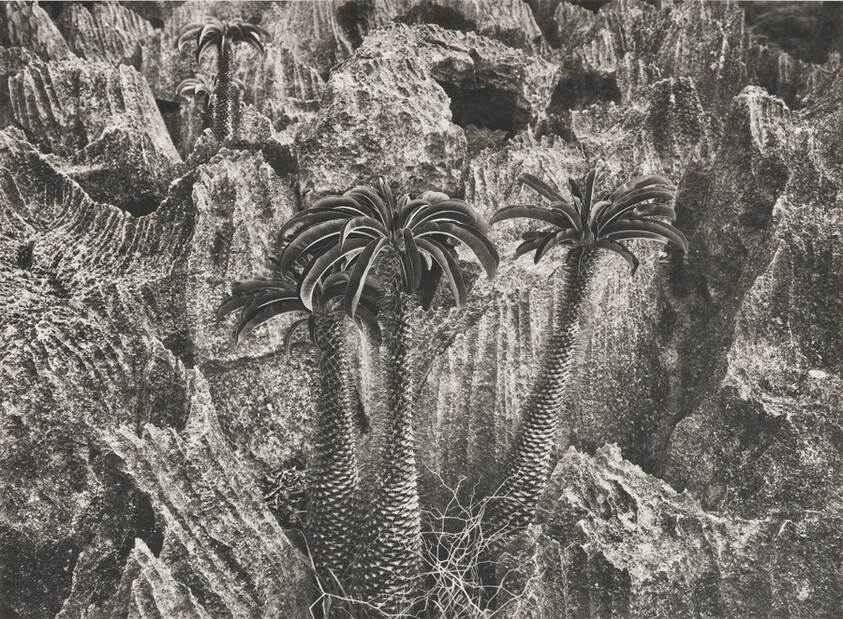 The Pachypodium plant (Pachypodium lamerei) as shown here, in its homeland can grow up to 85 feet in height. Tsingy of Bemaraha National Park. Madagascar.