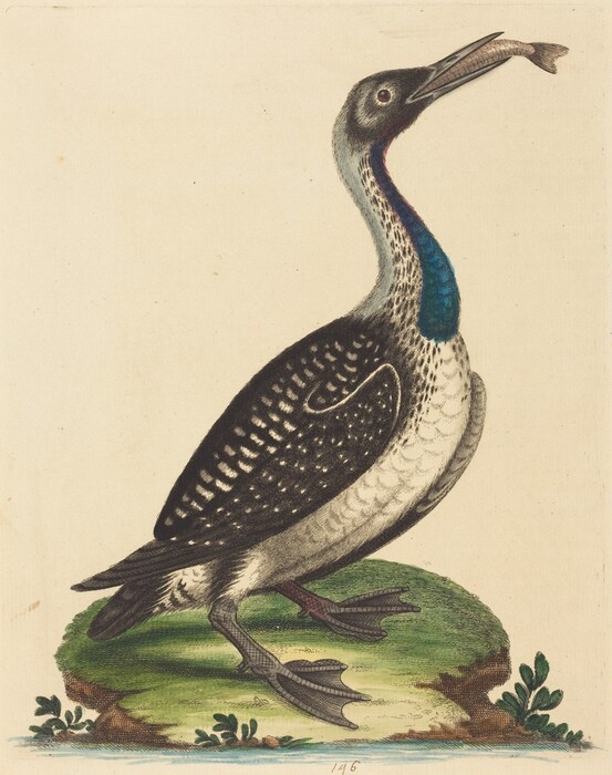 This is a drawing of a bird holding a fish in its beak. The bird is portrayed on a patch of green grass, with its body slightly turned and head lifted up. Its plumage consists of alternating black and white feathers, transitioning into a blue neck. The bird's feathers are detailed, and the surroundings include small clusters of leaves. The composition highlights the bird's success in catching the fish.