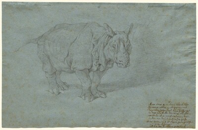 The Rhinoceros "Miss Clara"